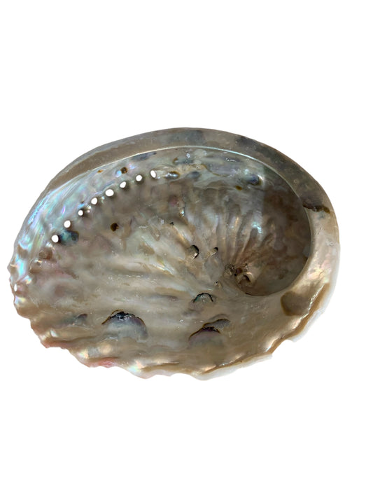 coquille d'ormeaux